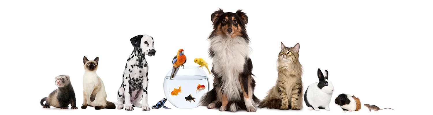 A row of pets: a ferret, cat, dalmatian puppy, parakeets, goldfish, collie, tabby cat, rabbit, guinea pig, and mouse