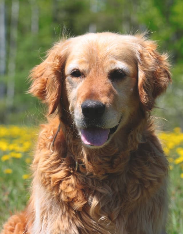 Golden retriever in a field of dandelions