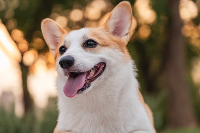 Happy corgi outdoors