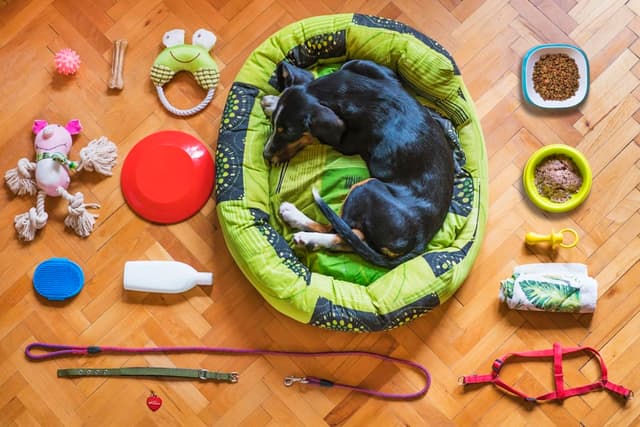 Dog resting on a bed surrounded by supplies: toys, bowls, a leash, and a harness